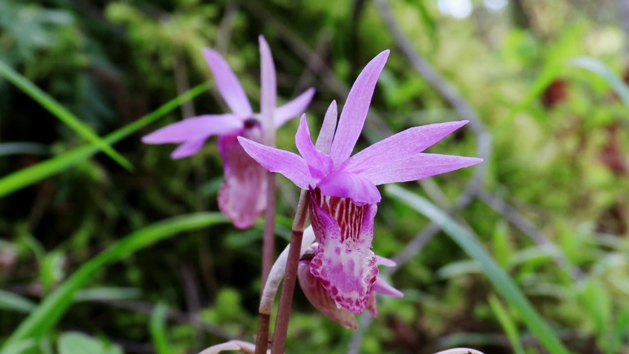 Western Fairy-Slipper