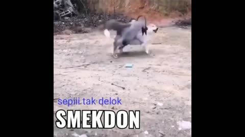 Funniest animals