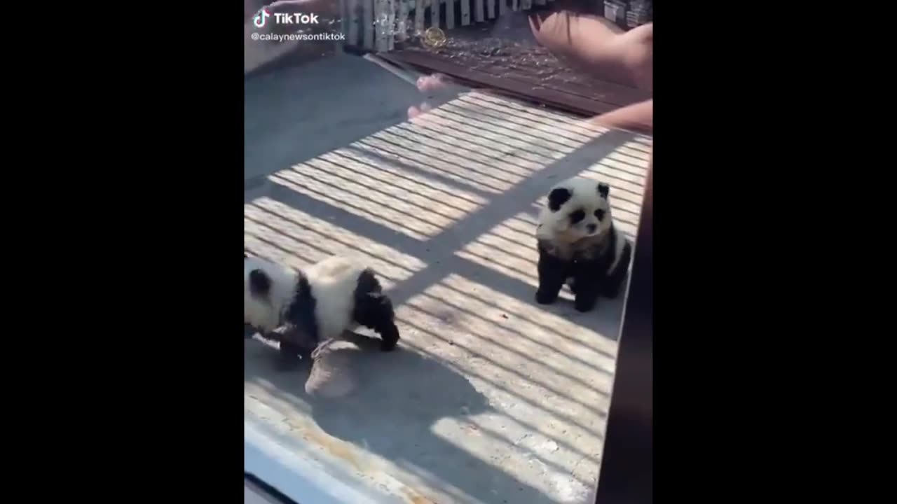 dogs dyed black and white