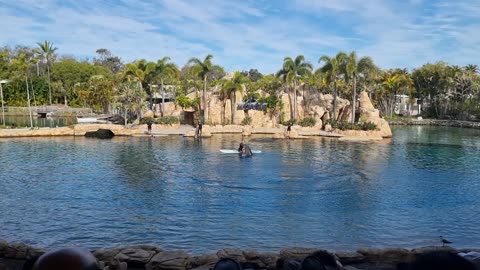 Sea world dolphin show