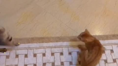 Do more sports together 😼😼💪#cat #catsoftiktok #cats