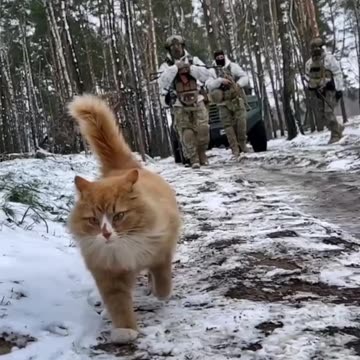 Pvt. Mittens Promoted to Sergeant