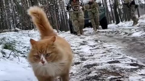Pvt. Mittens Promoted to Sergeant