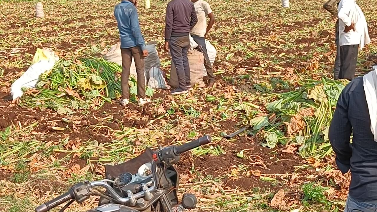 Indian Farmers struggling in 45 degree Celsius temperature