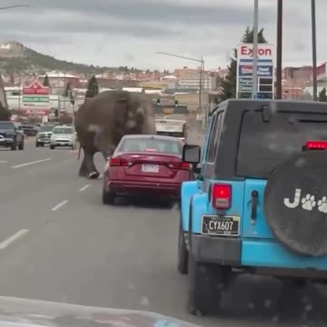 EE.UU | Un elefante deambula por las calles de Butte, Montana.