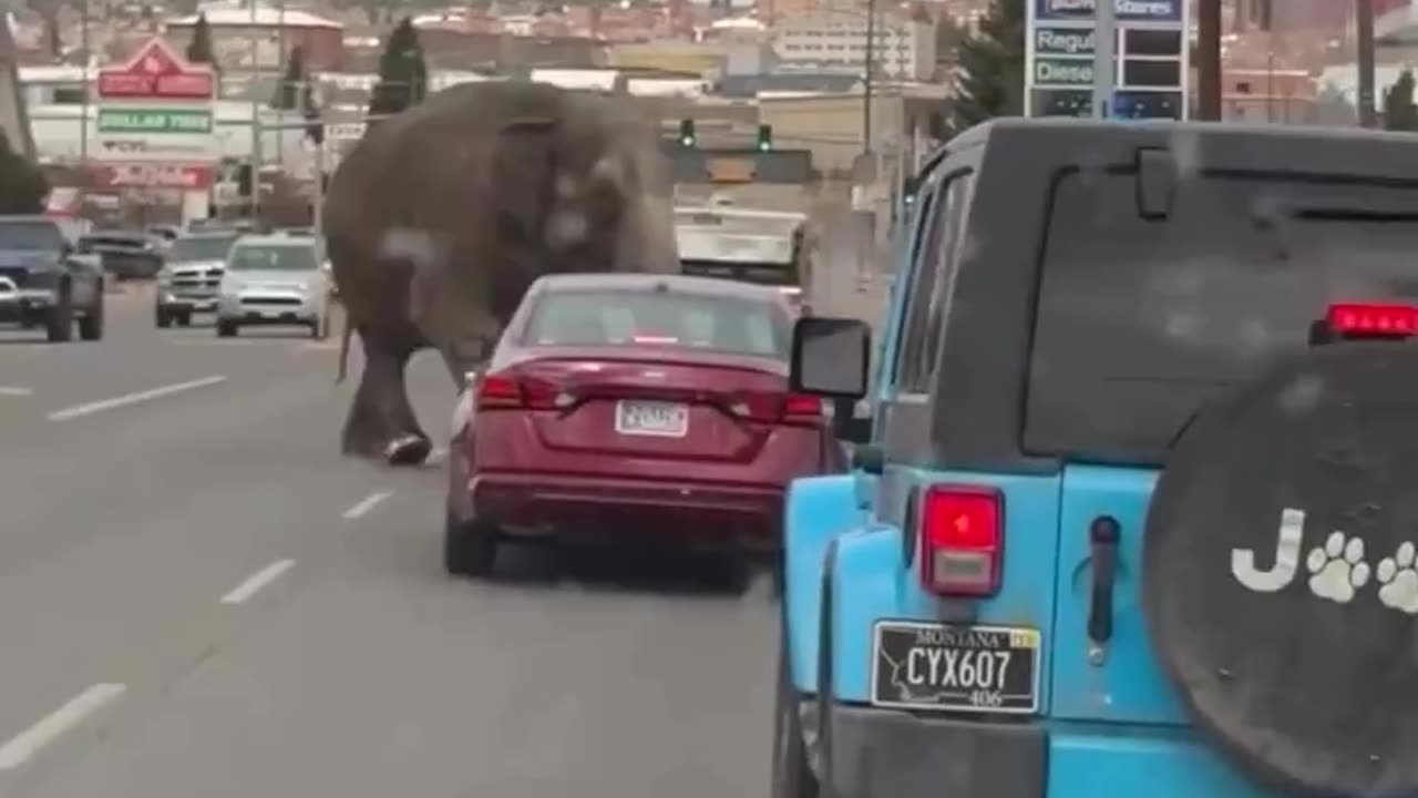 EE.UU | Un elefante deambula por las calles de Butte, Montana.