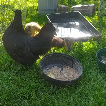 Dorothy and her ducklings
