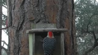 Woodpeckers are smarter than we give them credit for