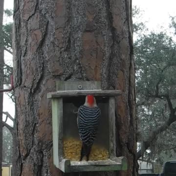 Woodpeckers are smarter than we give them credit for
