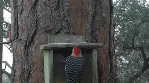 Woodpeckers are smarter than we give them credit for