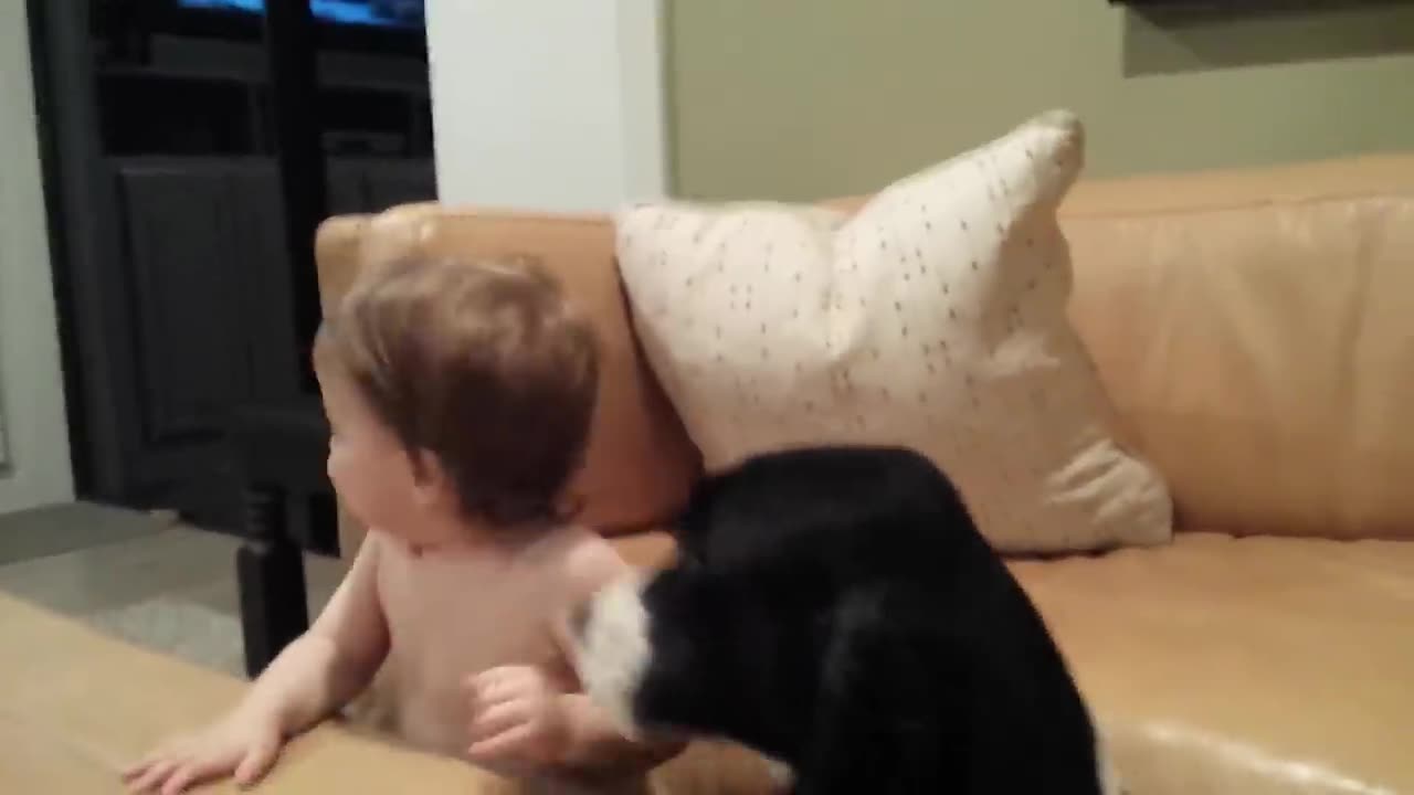 Funny Babies Playing with Dogs Compilation - Funny Baby and Pets __ Cool Peachy