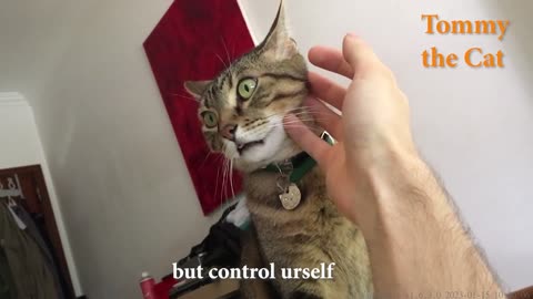 Touching my cat for too long