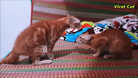 cats fighting