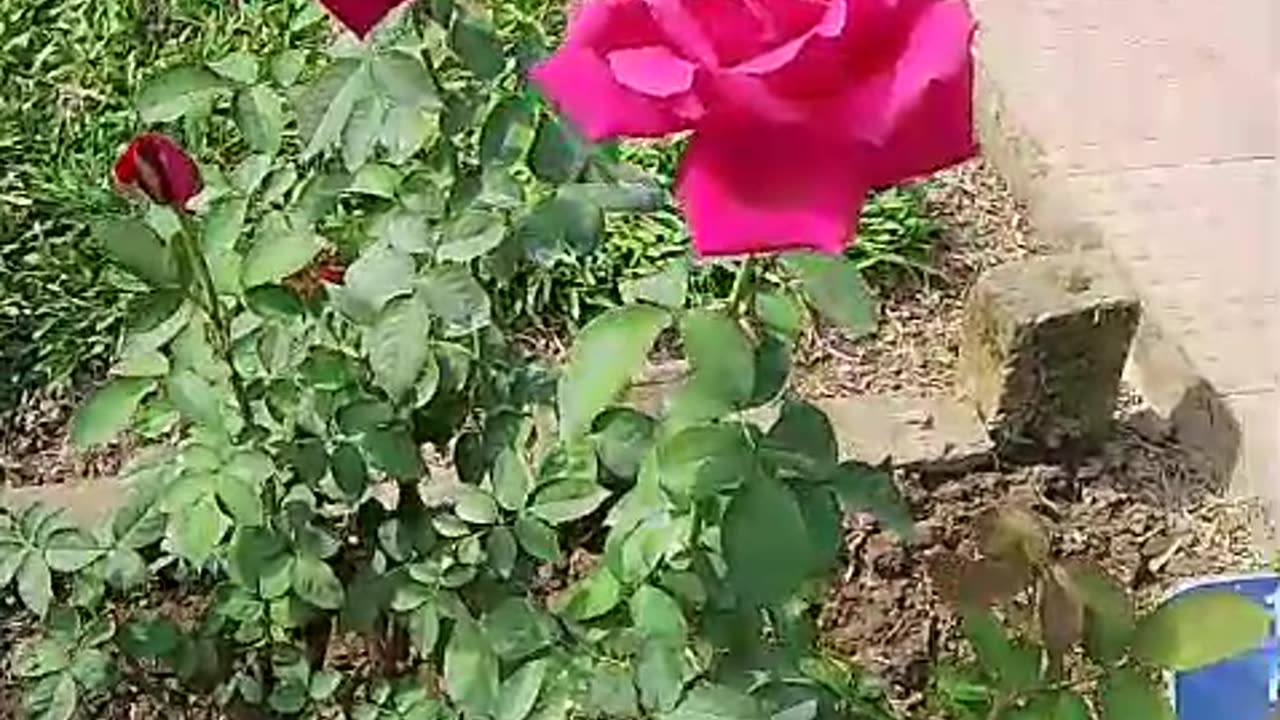 Beautiful Rose