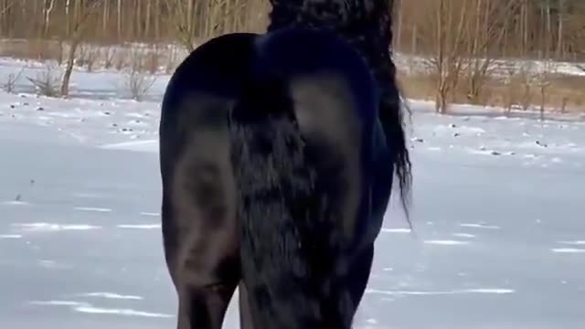 Beautiful horse