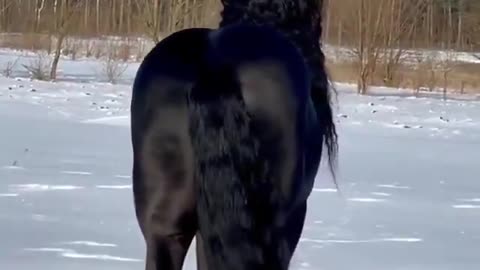 Beautiful horse