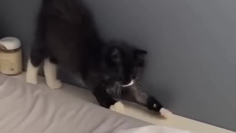 New cat funny video 😁😂