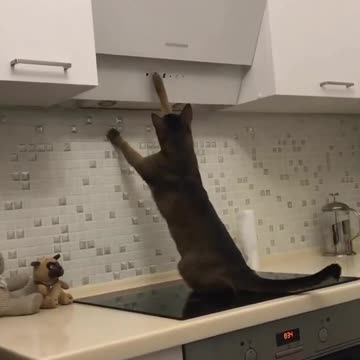 What are the best videos for cats