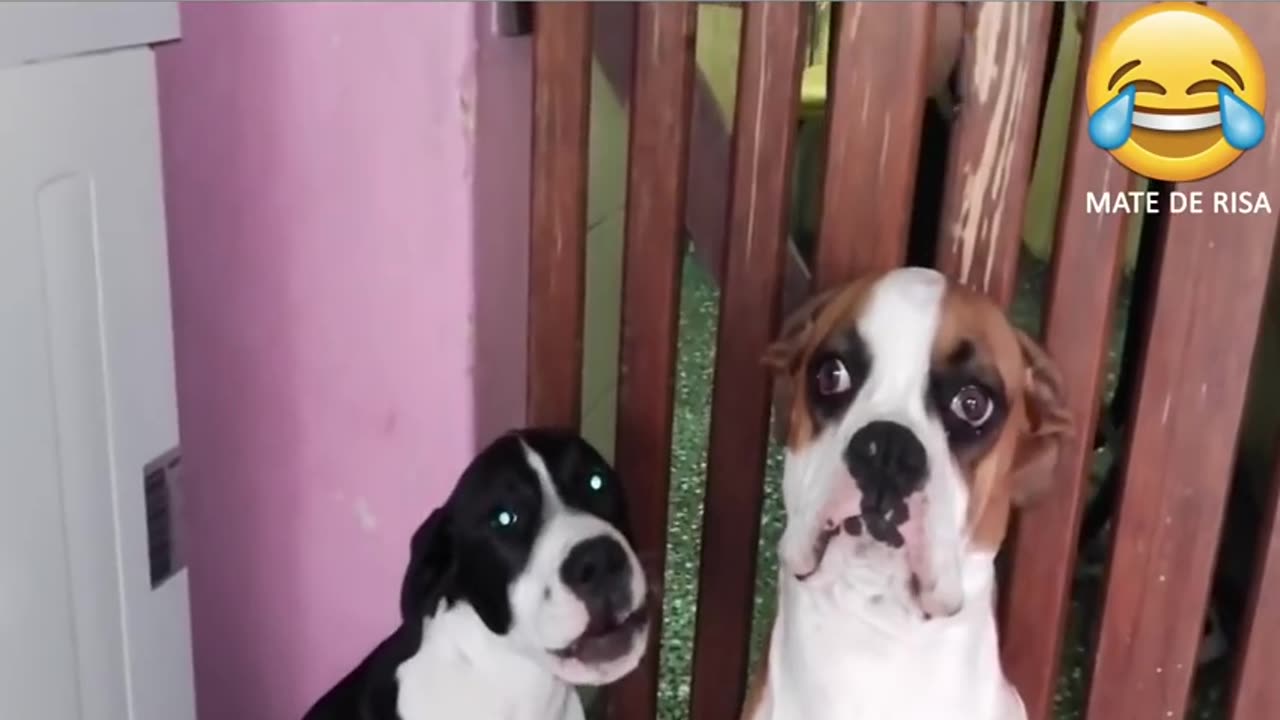 Los perros culpables