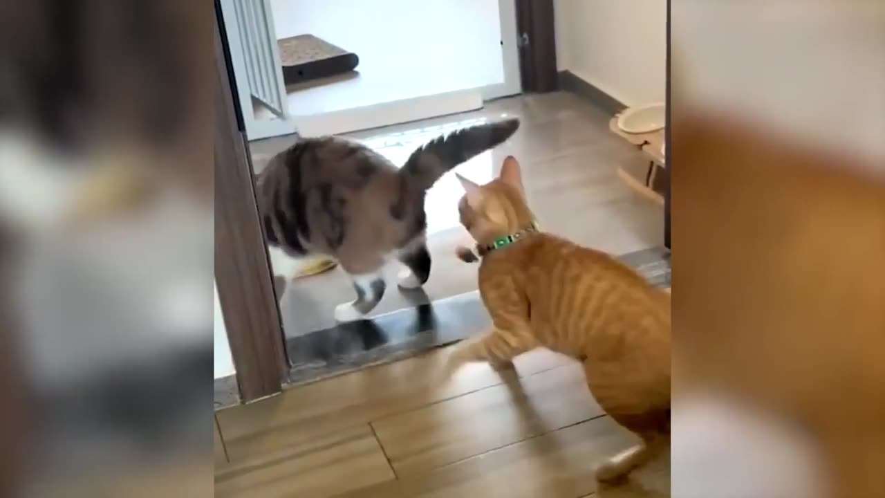 Funniest Animals Video - Best Cats😹 and Dogs🐶 Videos 2023