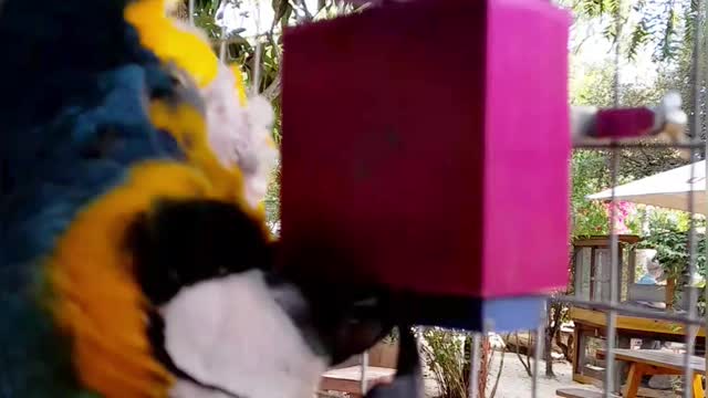 macaw...