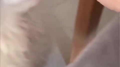 Funny Pet Compilation …Episode 1