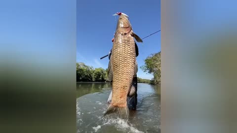 O trairão gigante do araguaia