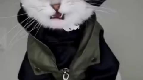 Cat do cosplay funny animal