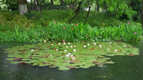 The beautiful little river is raining (1) , sleep, relax, meditate, study, work, ASMR