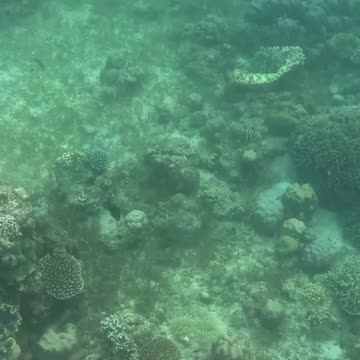 Snorkeling In The Morning