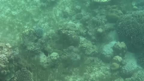 Snorkeling In The Morning