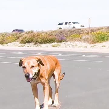 Skateboard dog.!!!