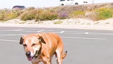 Skateboard dog.!!!