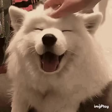 Cute Dog Gif