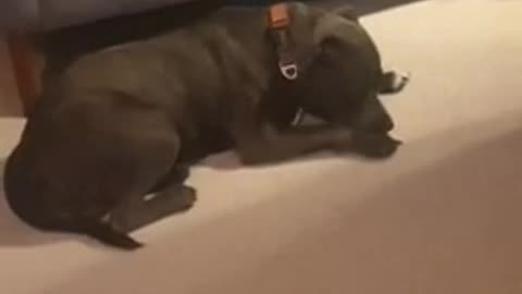 someone doesnt like the harmonica