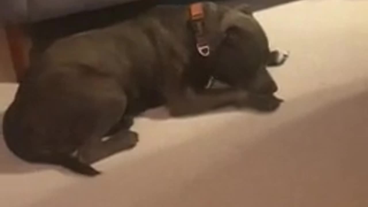 someone doesnt like the harmonica