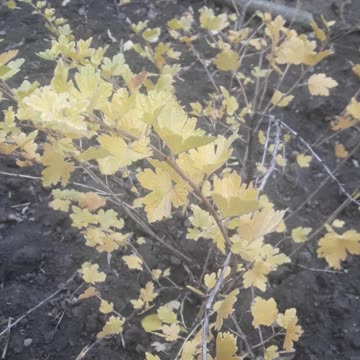 Gooseberry bush in November