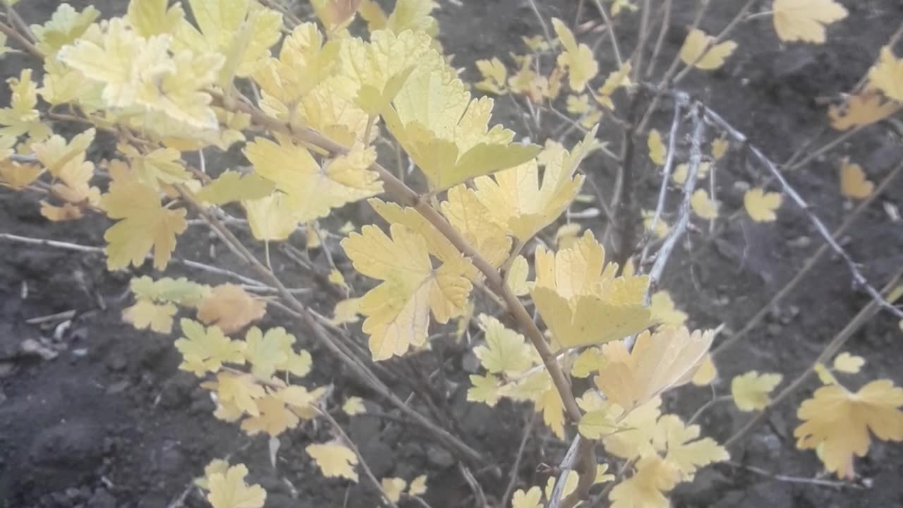 Gooseberry bush in November