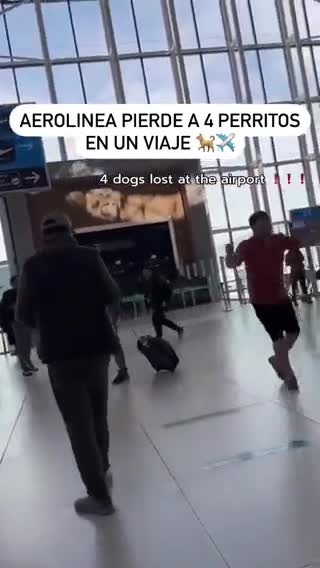 Perdeu os cachorros para a china