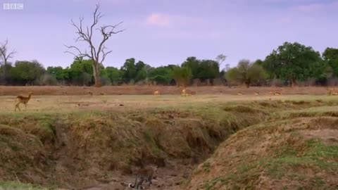 Impala Miraculously Escapes Jaws Of Leopard | The Hunt | BBC Earth