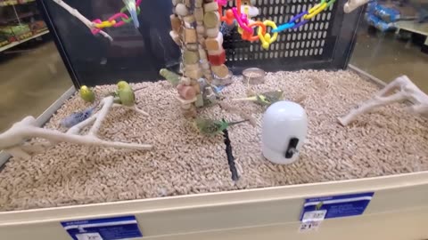 Exploring petsmart