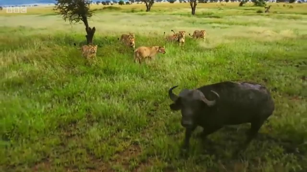 Lion pride works together to hunt buffalo 🦁 Serengeti II - BBC