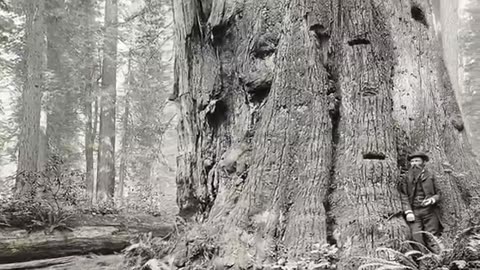 The Biggest Trees in the World ! How big it could be ?!