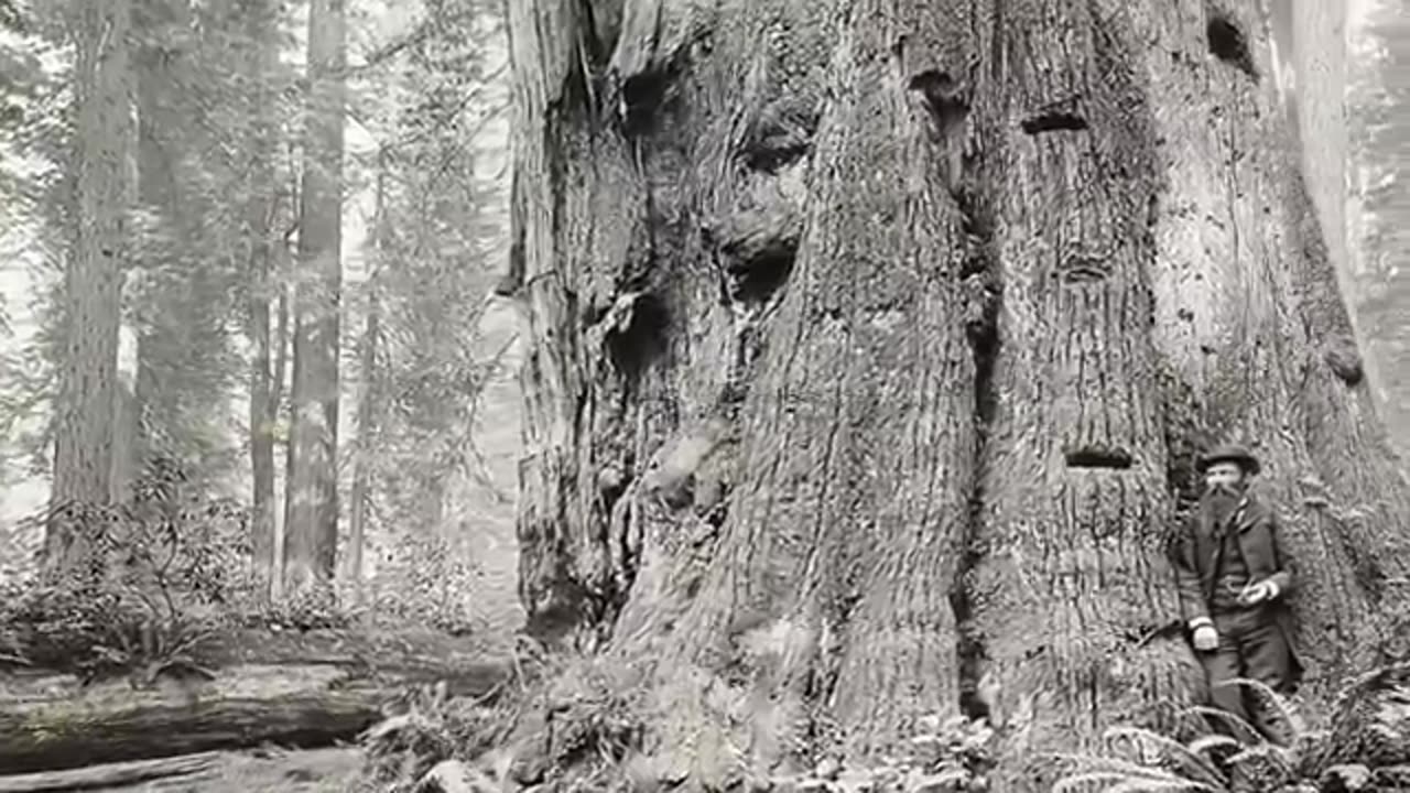 The Biggest Trees in the World ! How big it could be ?!