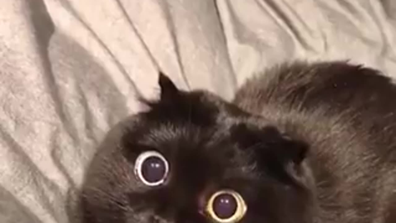 Shocked meow meow