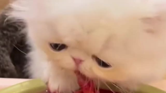 How to prolong the life of a cat #cats #shorts