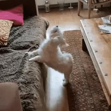 Cute Dog Gif