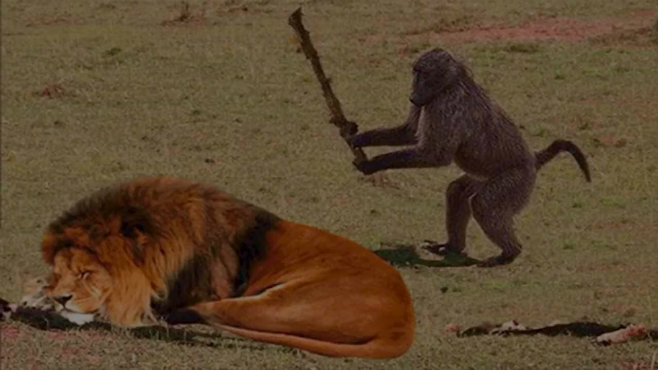 Funny Animals that will definitely brighten your day 😍 Funniest animals