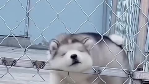 cute animal