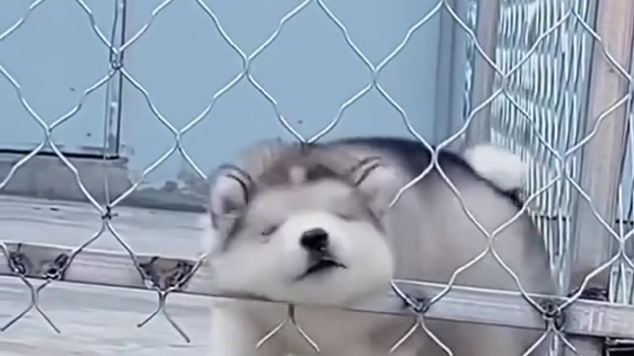 cute animal